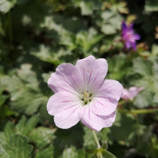 Geranium hybrid Dreamland